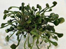 African violet plant. for sale  Summerville