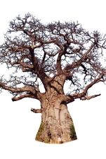 Afrikanische affenbrotbaum ada gebraucht kaufen  Kallmünz