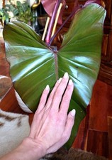 Rare huge philodendron for sale  Glenmoore