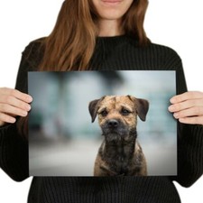 Border terrier dog for sale  SELBY