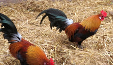 Npip clean red for sale  Columbia City