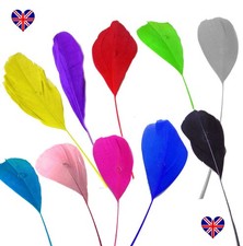 Stripped coque feathers for sale  SWANSEA