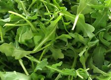 Salad wild rocket for sale  WREXHAM