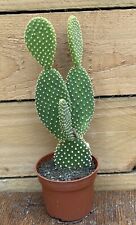 Opuntia microdasys yellow for sale  LEEDS