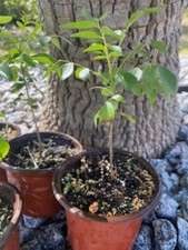 Curry leaf plant for sale  Cape Coral