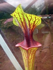 Sarracenia flava ornata for sale  GRAVESEND