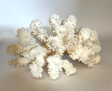 saltwater coral for sale  BIRKENHEAD