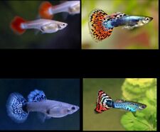 Live guppy peaceful for sale  WALLINGTON