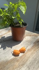 Planta Habanero, 6-9 polegadas de altura. Raiz nua sem vaso. Blooming comprar usado  Enviando para Brazil