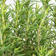 Rosemary plant 14cm for sale  GLASGOW