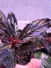 Super rare bucephalandra for sale  LONDON