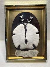 Large sand dollar for sale  San Jacinto