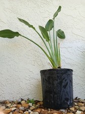 Foot tall orange for sale  Pinellas Park