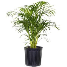 Areca palm dypsis for sale  Miami