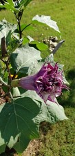 Purple angel trumpet for sale  Southaven