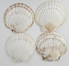 Natural large seashell for sale  Baytown
