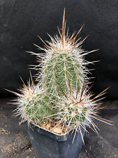 Echinocereus engelmanni munzii usato  Massafra