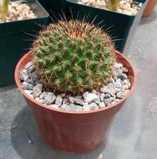 Mammillaria ginza maru for sale  La Mirada