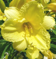 Canary yellow stella for sale  Parsippany