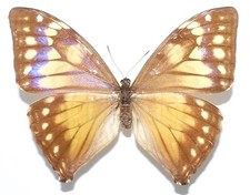 Morpho aega female gebraucht kaufen  München