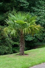 Trachycarpus fortunei chusan for sale  MACCLESFIELD