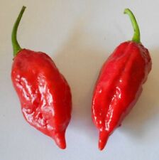 Naga morich samen gebraucht kaufen  Schmidmühlen