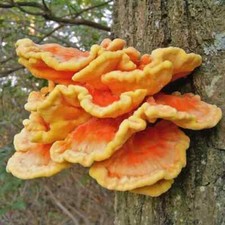 Chicken woods liquid for sale  CAMBRIDGE
