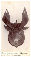 Deer head the d'occasion  Expédié en Belgium