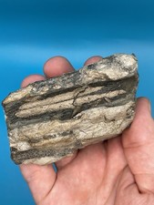 Ichthyosaur jaw teeth for sale  MAIDSTONE