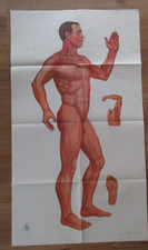 Poster großformatige akupunkt gebraucht kaufen  Naumburg