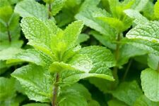 Menta fragola strawberry usato  Spedire a Italy