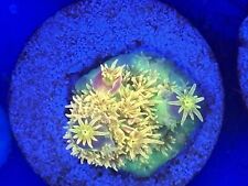 Wysiwyg live coral for sale  Washington