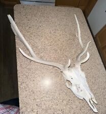 Caribou fallow deer for sale  Mentor