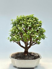 succulent bonsai jade tree for sale succulent bonsai jade tree for sale Patchogue