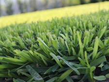 Gramignone pianta di Stenotaphrum secundatum na sprzedaż  Wysyłka do Poland