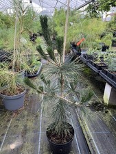 Japanese black pine for sale  CHORLEY