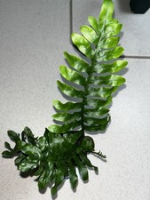 Lecanopteris mirabilis inch for sale  Eustis