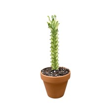 Euphorbia lactea variegata for sale  CREDITON