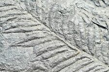 Pecopteris fossile pflanzen gebraucht kaufen  Berg b.Neumarkt i.d.OPf.