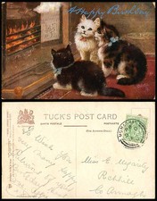 Cats kittens cat for sale  UK