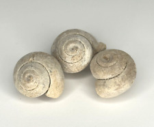 20mm schnecke stück gebraucht kaufen  Gronau