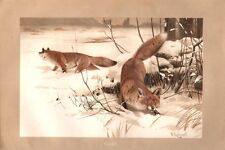 Fuchs füchse winter gebraucht kaufen  Lauenburg/ Elbe