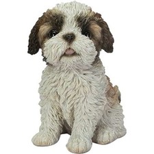 H23197 shih tzu d'occasion  Expédié en Belgium