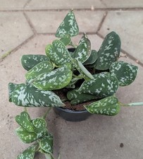 Scindapsus pictus gebraucht kaufen  Bernau