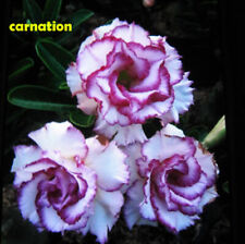Adenium obesum desert d'occasion  Expédié en Belgium
