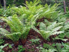 Wurmfarn robustes wintergrüne gebraucht kaufen Wurmfarn robustes wintergrüne gebraucht kaufen  Kronburg