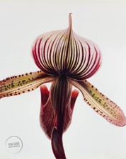paphiopedilum d'occasion paphiopedilum d'occasion Expédié en Belgium