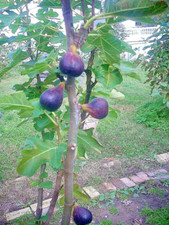 Fig tree cuttings for sale  Willingboro