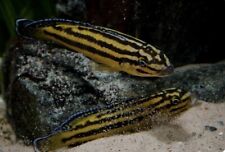 Live fish julidochromis for sale  North Smithfield