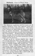 Belgian shepherd malinois for sale  Tampa